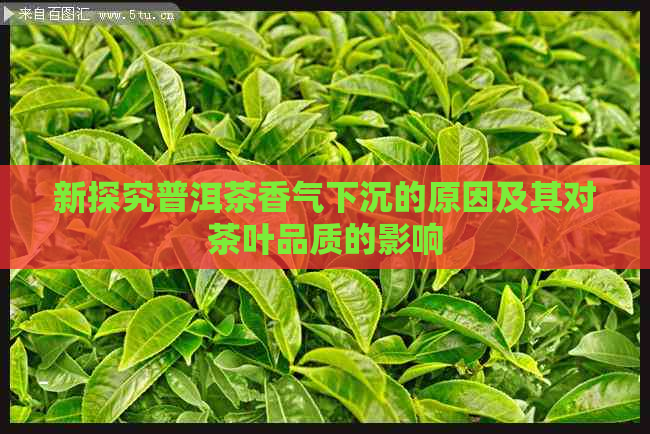 新探究普洱茶香气下沉的原因及其对茶叶品质的影响