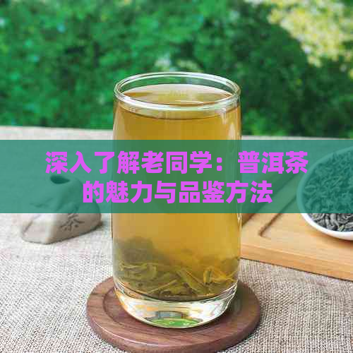 深入了解老同学：普洱茶的魅力与品鉴方法