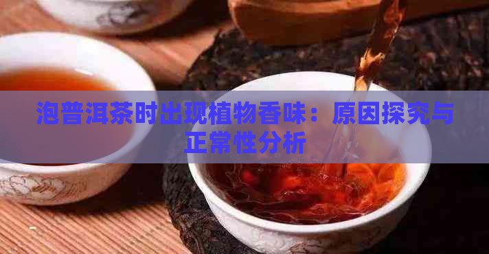 泡普洱茶时出现植物香味：原因探究与正常性分析