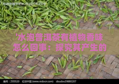 '水泡普洱茶有植物香味怎么回事：探究其产生的原因'