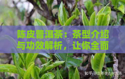 陈皮普洱茶：茶型介绍与功效解析，让你全面了解这一独特茶叶