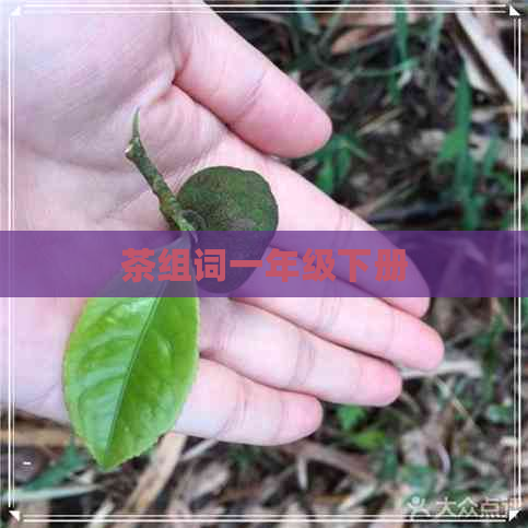 茶组词一年级下册