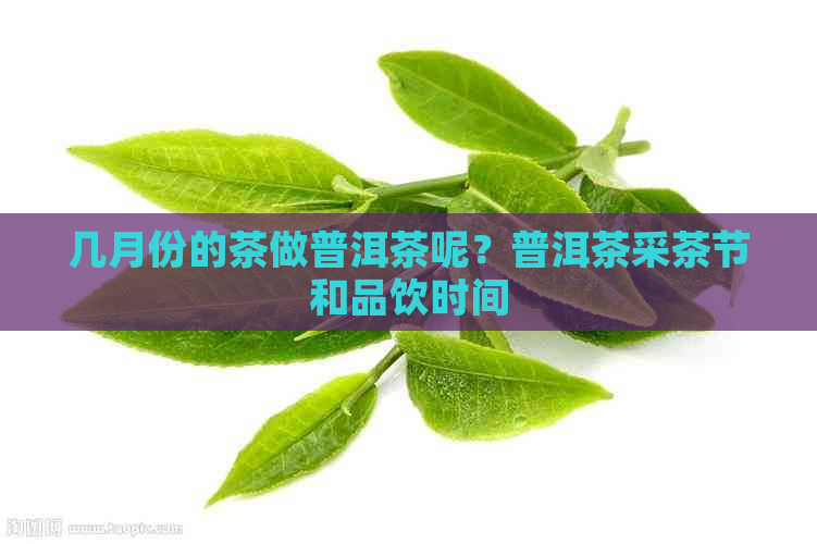 几月份的茶做普洱茶呢？普洱茶采茶节和品饮时间