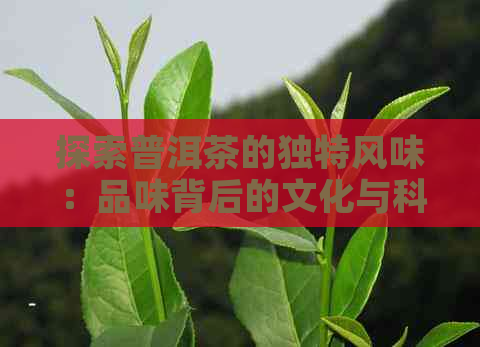 探索普洱茶的独特风味：品味背后的文化与科学