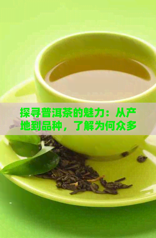 探寻普洱茶的魅力：从产地到品种，了解为何众多人爱它的原因