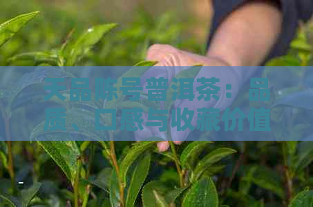 天品陈号普洱茶：品质、口感与收藏价值的全面解析