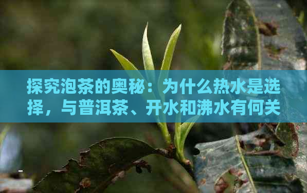 探究泡茶的奥秘：为什么热水是选择，与普洱茶、开水和沸水有何关联？