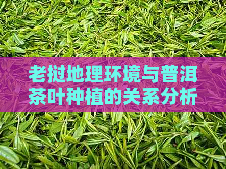 老挝地理环境与普洱茶叶种植的关系分析：为什么普洱茶不能在老挝大量种植？