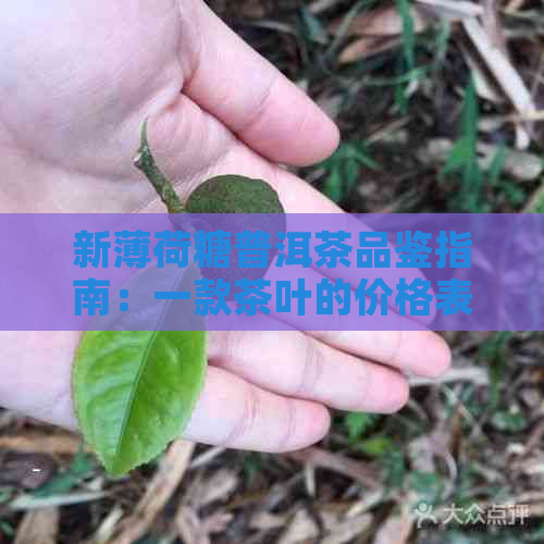 新薄荷糖普洱茶品鉴指南：一款茶叶的价格表与口感对比分析