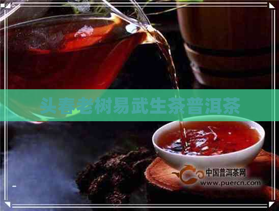 头春老树易武生茶普洱茶