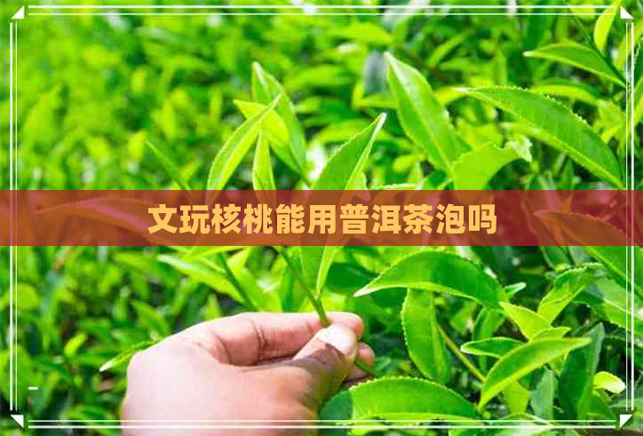 文玩核桃能用普洱茶泡吗