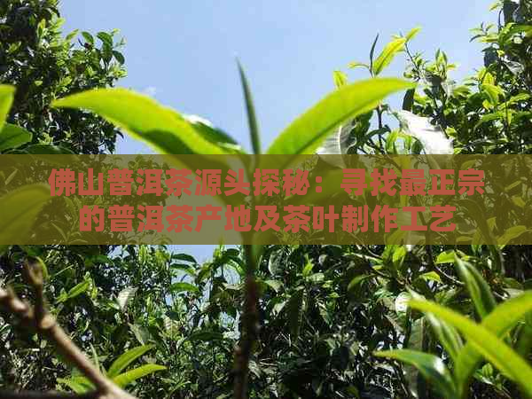 佛山普洱茶源头探秘：寻找最正宗的普洱茶产地及茶叶制作工艺