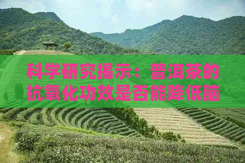 科学研究揭示：普洱茶的抗氧化功效是否能降低脑梗风险？