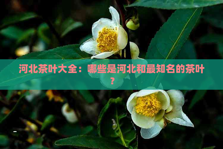 河北茶叶大全：哪些是河北和最知名的茶叶？