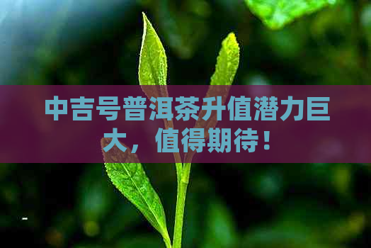 中吉号普洱茶升值潜力巨大，值得期待！