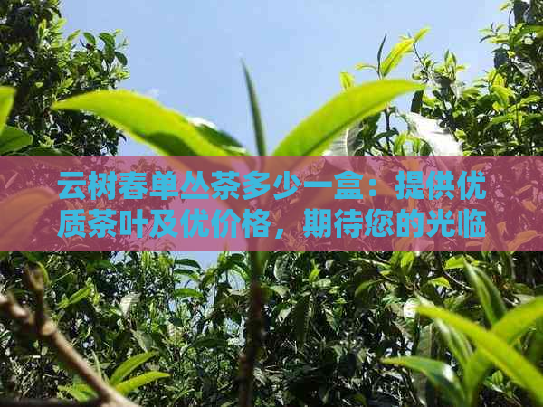 云树春单丛茶多少一盒：提供优质茶叶及优价格，期待您的光临！