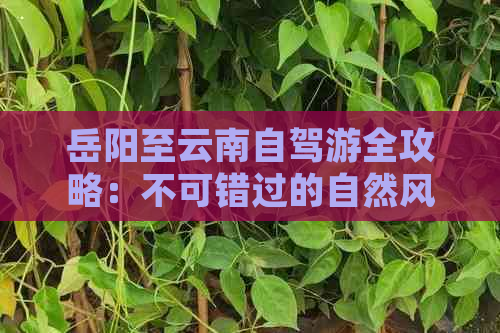 岳阳至云南自驾游全攻略：不可错过的自然风光与人文景点