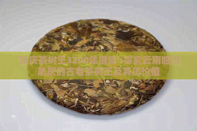 '凤庆茶树王3200年摄影':探究云南临沧凤庆的古老茶树王及其历价值