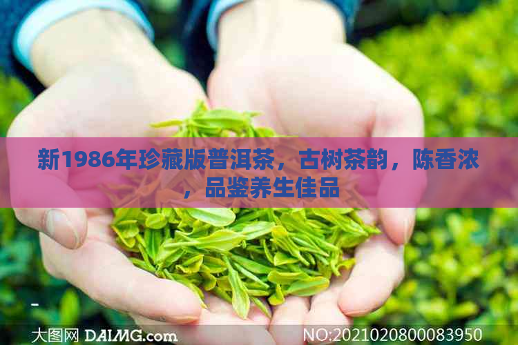 新1986年珍藏版普洱茶，古树茶韵，陈香浓，品鉴养生佳品