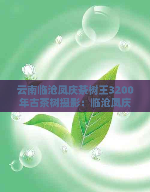 云南临沧凤庆茶树王3200年古茶树摄影：临沧凤庆的茶树王与古茶树