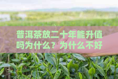 普洱茶放二十年能升值吗为什么？为什么不好喝？