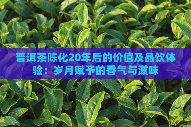 普洱茶陈化20年后的价值及品饮体验：岁月赋予的香气与滋味