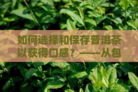 如何选择和保存普洱茶以获得口感？——从包装到保存的全方位指南