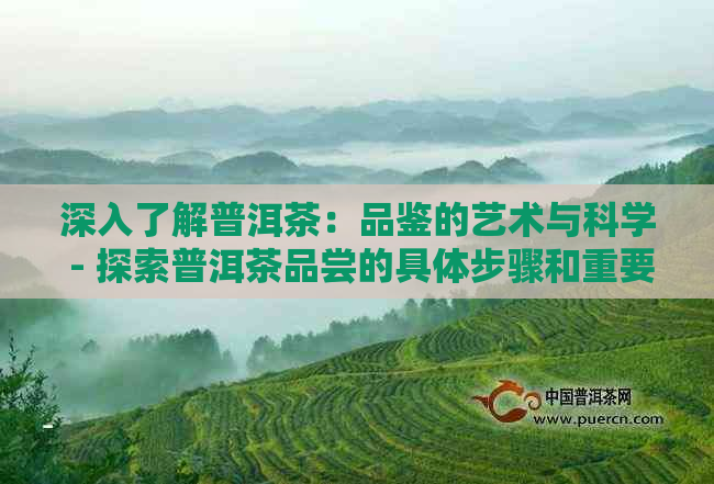 深入了解普洱茶：品鉴的艺术与科学 - 探索普洱茶品尝的具体步骤和重要元素