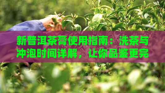 新普洱茶膏使用指南：洗茶与冲泡时间详解，让你品鉴更完美