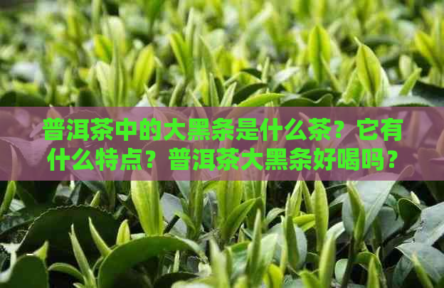 普洱茶中的大黑条是什么茶？它有什么特点？普洱茶大黑条好喝吗？