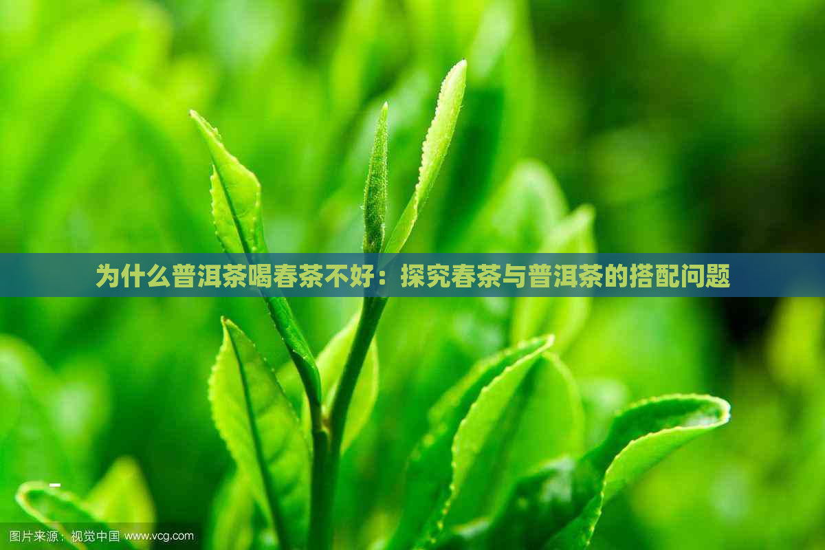 为什么普洱茶喝春茶不好：探究春茶与普洱茶的搭配问题