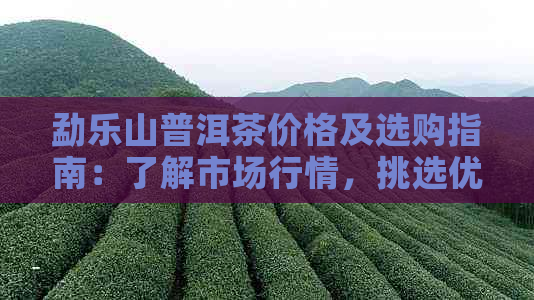 勐乐山普洱茶价格及选购指南：了解市场行情，挑选优质茶叶