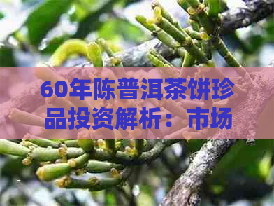 60年陈普洱茶饼珍品投资解析：市场行情与价格趋势分析