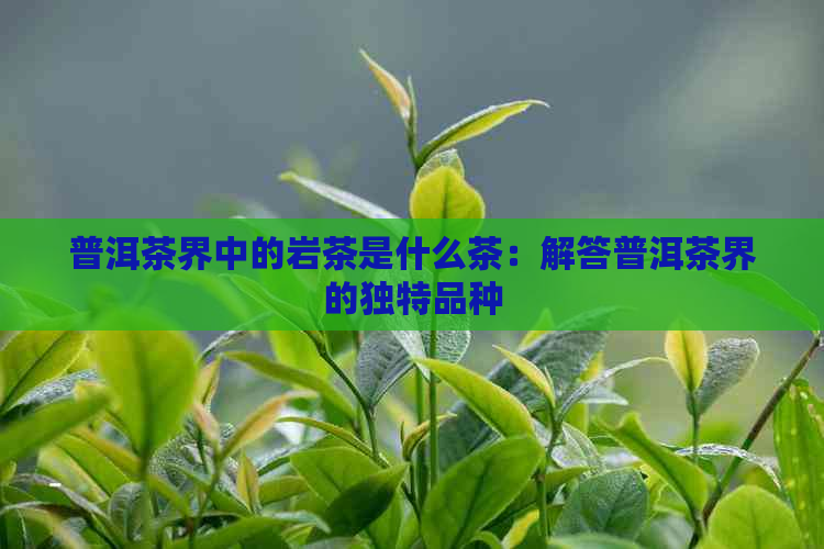 普洱茶界中的岩茶是什么茶：解答普洱茶界的独特品种