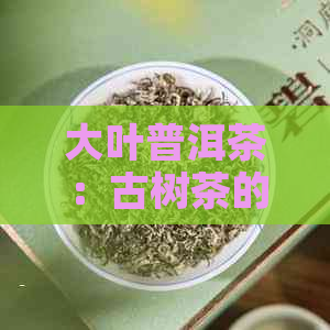 大叶普洱茶：古树茶的魅力与品鉴之道