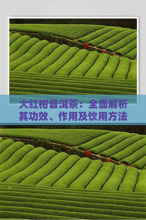 大红柑普洱茶：全面解析其功效、作用及饮用方法