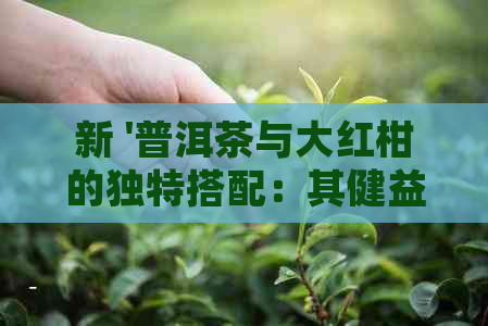 新 '普洱茶与大红柑的独特搭配：其健益处和创新调味效果'