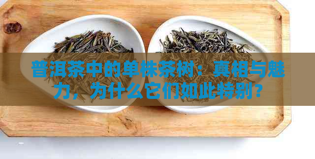 普洱茶中的单株茶树：真相与魅力，为什么它们如此特别？