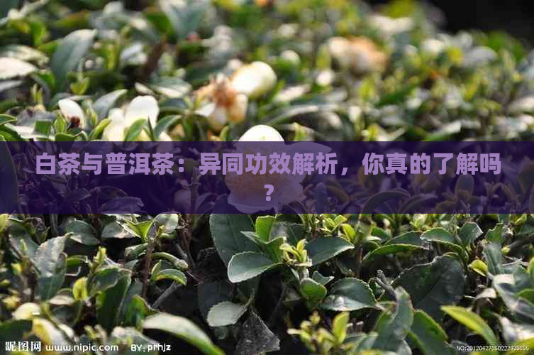 白茶与普洱茶：异同功效解析，你真的了解吗？