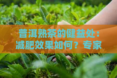 普洱熟茶的健益处：减肥效果如何？专家解答疑惑