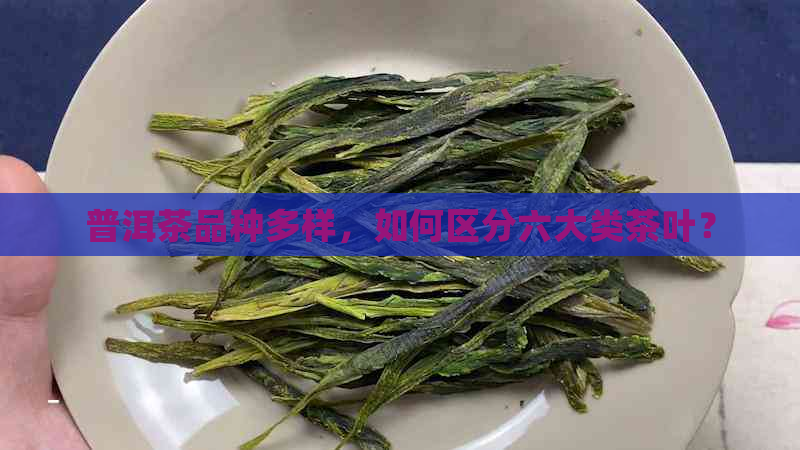 普洱茶品种多样，如何区分六大类茶叶？