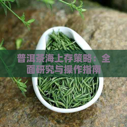 普洱茶海上存策略：全面研究与操作指南