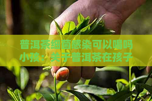 普洱茶细菌感染可以喝吗小孩：关于普洱茶在孩子中的作用和安全性