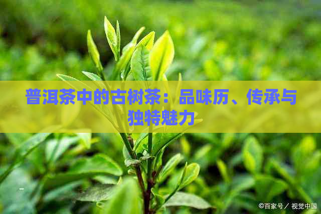 普洱茶中的古树茶：品味历、传承与独特魅力