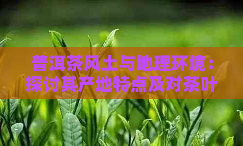 普洱茶风土与地理环境：探讨其产地特点及对茶叶品质的影响