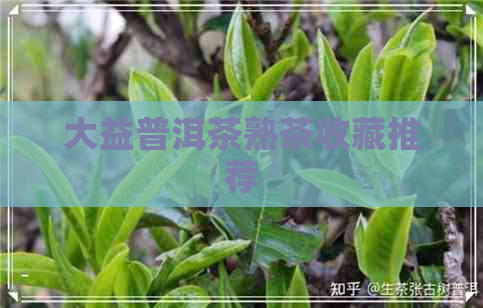 大益普洱茶熟茶收藏推荐