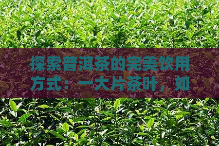 探索普洱茶的完美饮用方式：一大片茶叶，如何享用更优质的味道？