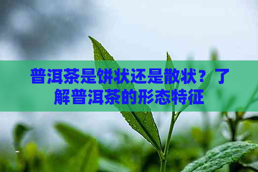 普洱茶是饼状还是散状？了解普洱茶的形态特征