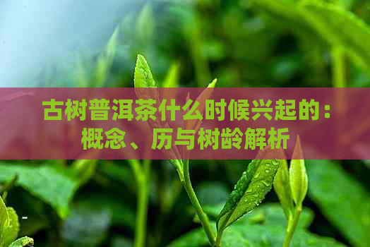 古树普洱茶什么时候兴起的：概念、历与树龄解析