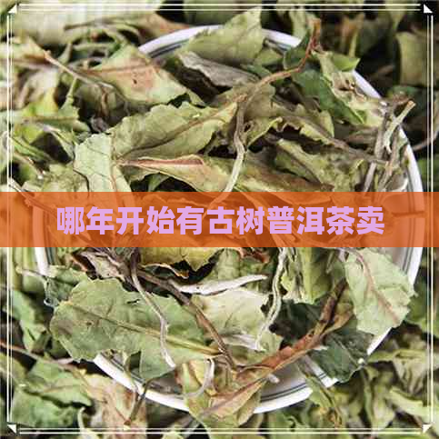 哪年开始有古树普洱茶卖